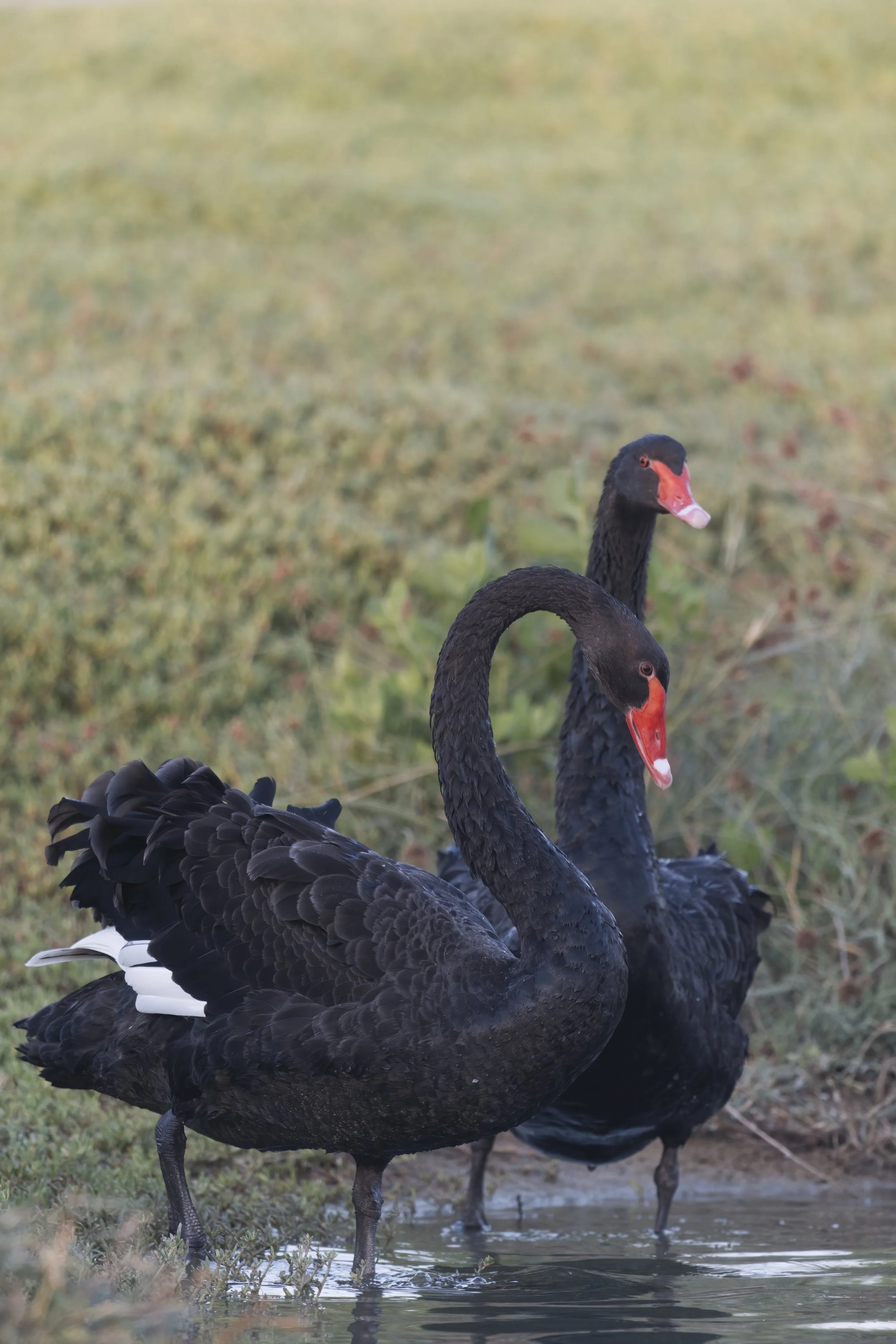 Black Swan | البجع الأسود | Cygnus atratus — Wildlife Photography